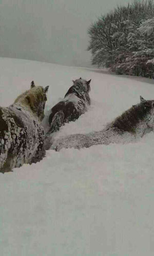 Los caballos de Beteta